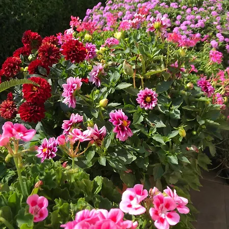 Marlene 住宿加早餐酒店 3*