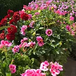 Marlene Bed & Breakfast 3*
